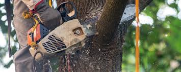 Best Tree Risk Assessment  in West Ishpeng, MI