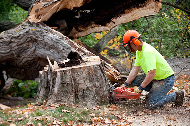 Best Tree Mulching  in West Ishpeng, MI