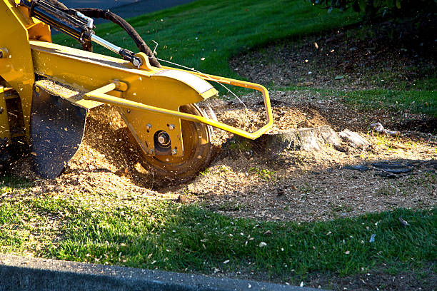 Best Hedge Trimming  in West Ishpeng, MI