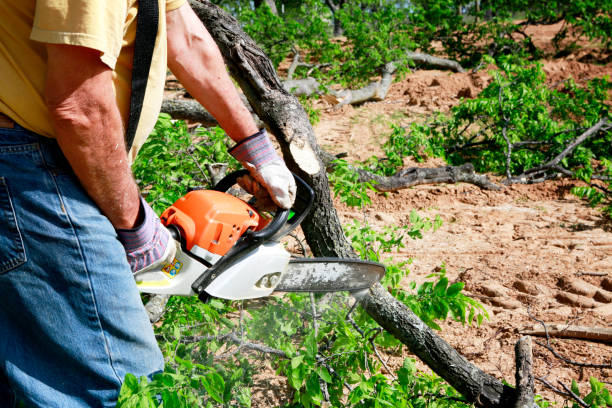 Professional  Tree Services in West Ishpeming, MI